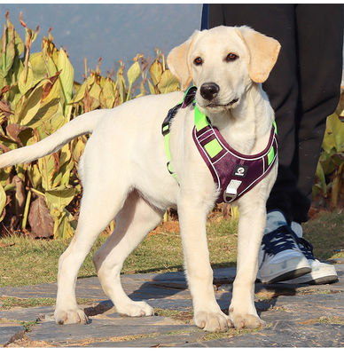 Cane de correa a prueba de explosión gran cinturón de pecho para perros reflectivo gran chaleco de correa para perros chaleco para mascotas