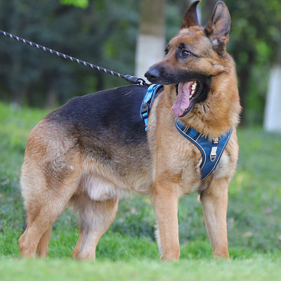 Cane de correa a prueba de explosión gran cinturón de pecho para perros reflectivo gran chaleco de correa para perros chaleco para mascotas