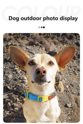 Conjunto de tracción de cuello para perros de tamaño pequeño y mediano