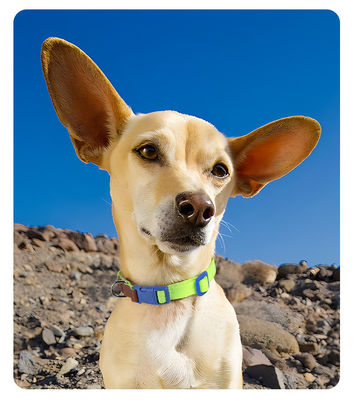 Conjunto de tracción de cuello para perros de tamaño pequeño y mediano