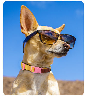 Conjunto de tracción de cuello para perros de tamaño pequeño y mediano