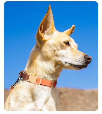 Conjunto de tracción de cuello para perros de tamaño pequeño y mediano